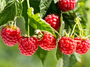 Because raspberries are long-term plantings, prepare the soil well with a generous layer of a nourishing compost and a slow-release fertilizer.