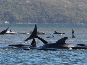 A pod of whales, believed to be pilot whales, is seen stranded on a sandbar at Macquarie Harbour, near Strahan, Tasmania, Australia, September 21, 2020.