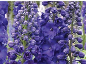 When dividing delphiniums, use the youngest, outside pieces to replant.