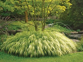 Hakonechloa ‘Aureola’ (Japanese Forest Grass) loves shady spots