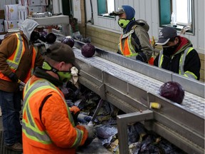 Migrant workers wear masks and practise social distancing to help slow the spread of COVID-19 while trimming red cabbage at Mayfair Farms in Portage la Prairie, Man., on April 28.