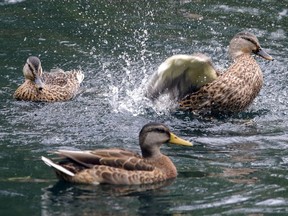 Ducks, who mate for life, will soon be in the midst of resting and feeding before their thousand-km-long migration flight.