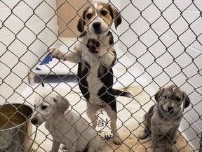 The BC SPCA seized 97 animals from a property in Princeton on Sept. 23, 2020. The animals were in states of severe neglect.