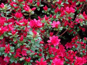 Azaleas are tricky to grow well in areas exposed to hot sun, which they can tolerate only if the soil is acidic, very well plumped with moisture-retaining organic matter, and kept consistently moist.