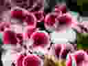 In late spring, Martha Washington geraniums are popular gift plants.