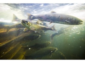 Returning salmon in the public viewing area at the Capilano Fish Hatchery.