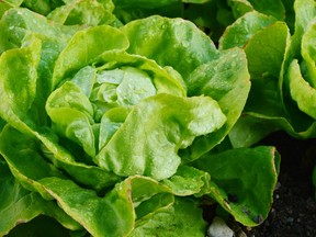 Infestations of lettuce root aphids are not common in home gardens.
