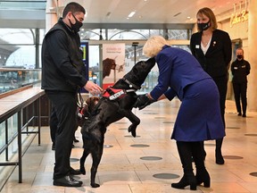 A dog trained to detect coronavirus greets Camilla, Duchess of Cornwall, during a demonstration by the charity Medical Detection Dogs, at Paddington Station in central London, October 27, 2020.
