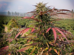 Plants ready for harvest at Christina Lake Cannabis in southern B.C.