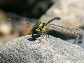 A photo of a grappletail dragonfly, sighted for the first time in B.C. in 40 years, taken by John Reynolds.