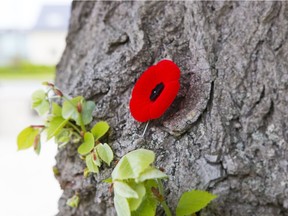 The poppy is a symbol of remembrance for Canada’s fallen. This poppy was photographed at the Essex Farm Cemetery located in Flanders Fields in Belgium. The tree is located near the bunkers where Canadian soldier wrote “In Flanders Fields.”