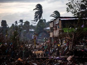 A dog eats from the rubble of houses destroyed by the passage of Hurricane Eta, in Bilwi, Puerto Cabezas, Nicaragua, on Nov. 15, 2020, before the arrival of Hurricane Iota.