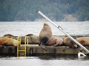 Stellar sea lions at Cowichan Bay. As many as 300 sea lions, the majority of them males, will congregate on the 182-metre-long dock at the height of the season.