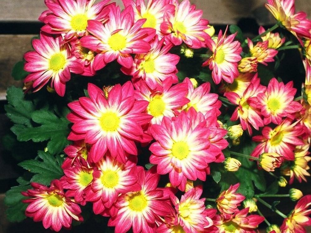 Potted Mums Need Right Combination Of Light And Temperature Vancouver Sun   00640008 