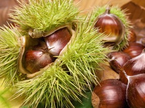 Roasted edible chestnuts have long been a traditional holiday treat. Photo: Shutterstock