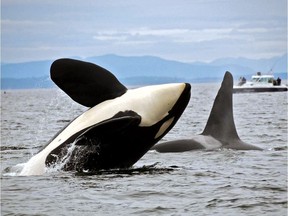 Orcas along the West Coast are categorized into three families known as the J, K and L pods, each of which has its own dialect and calls that differ from the others.