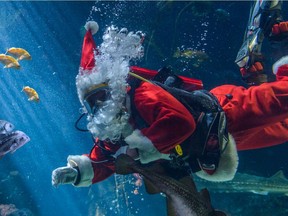 The Vancouver Aquarium is holding a virtual Scuba Claus holiday show on Dec. 20.