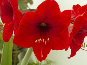 Red Amarilis Flower