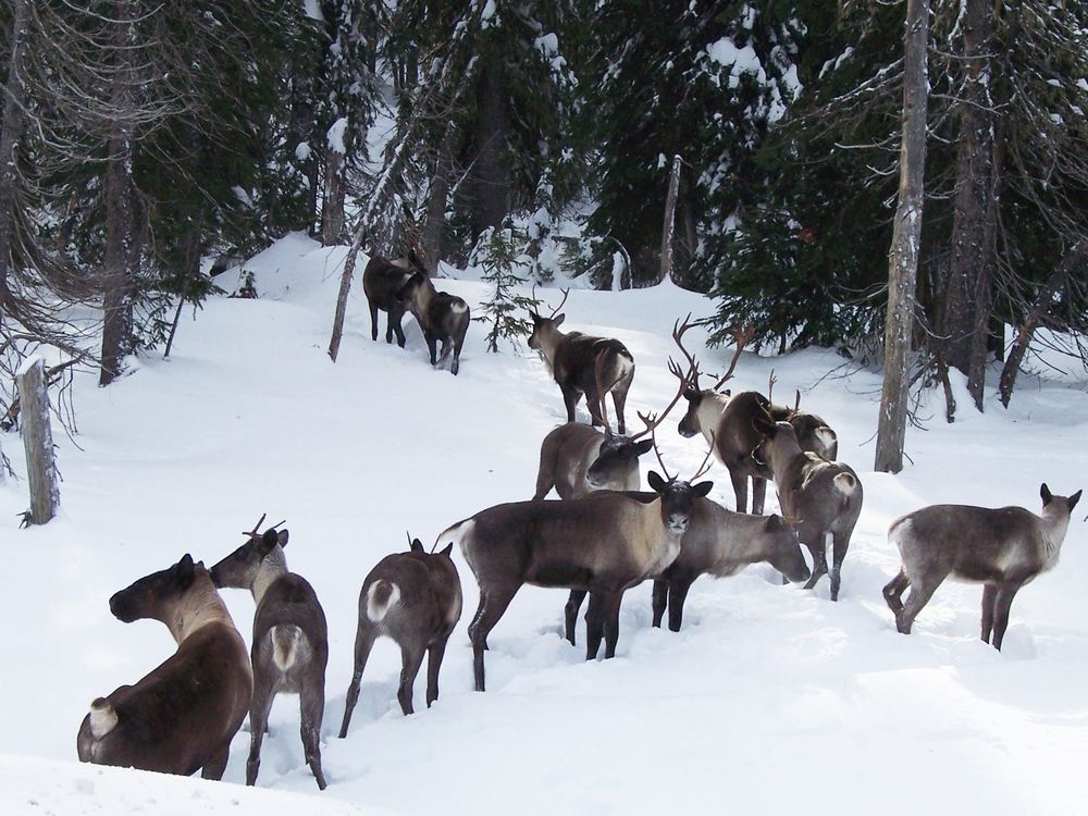 Who benefits from the decline of the caribou? The Province