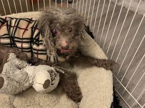 "Maria," a dog found on McKenzie Avenue near Braefoot Road in Saanich on Wednesday, Dec. 23, is temporarily staying with an animal control officer.