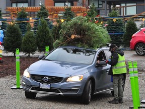 The Lynn Valley Lions Club has been able to pivot to a drive-thru model that allows people to browse and pick a tree from the comfort of their vehicle. Once a tree is chosen, volunteers in personal protective gear will help load the tree onto your car.