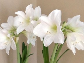 Amaryllis add a striking visual appearance to any home.