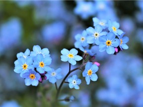 Once in a garden, forget-me-not plants seed themselves.