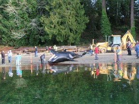 The opportunity to perform necropsies on orcas that die in the wild is rare, but several dozen have been found in useful condition in recent years.