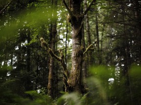 A Red Alder tree is seen at Francis/King Regional Park in Saanich.