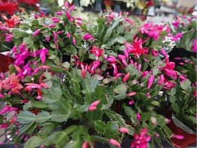 After Christmas cactus plant finishes blooming, provide a period of rest by watering only enough to keep it from shrivelling.