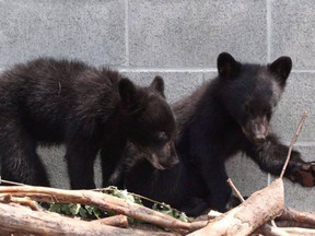 Black bear cubs Athena and Jordan look on from their enclosure at the North Island Wildlife Recovery Association in Errington, B.C., on July 8, 2015. Conservation officer Bryce Casavant won the hearts of animal lovers when he opted not to shoot the baby bears after their mother was destroyed for repeatedly raiding homes near Port Hardy, B.C.