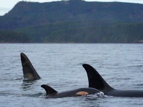 Members of the A5 pod of northern resident killer whales, as shown in this recent handout image provided by Jared Towers, a scientist with the Department of Fisheries and Oceans, returned this week with a newborn to the Brighton Archipelago of British Columbia for the first time in about 20 years.