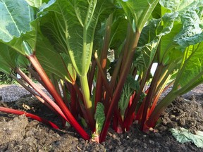 There's plenty to consider when dividing and transplanting rhubarb.