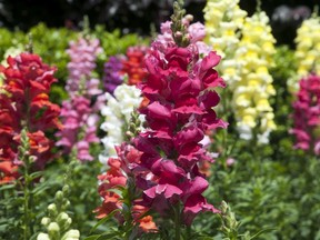 Snapdragons are among the first flowers that can be safely transplanted outdoors, early in the spring.