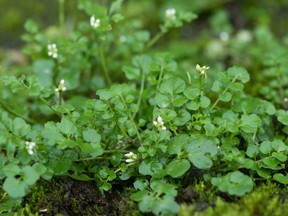 Bittercress