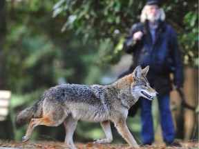 Vancouver's park board launched a public education campaign about co-existing with coyotes after recent reports of the animals nipping joggers near Brockton Oval and the Hollow Tree close to Prospect Point in Stanley Park