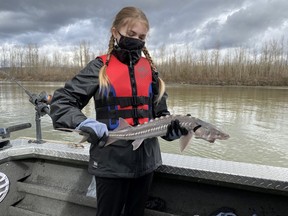 A Mount Slesse middle school student holds a juvenile sturgeon on the Fraser River on Feb. 23, as part of an ongoing count of the endangered fish that is spearheaded by the Fraser Valley Angling Guides Association. These fish are subject to catch-and-release protocols.