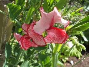 The Spencer Ripple sweet pea mix.