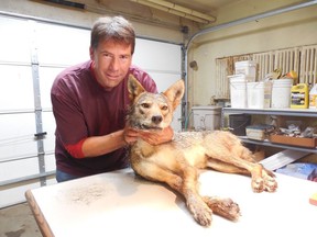 Dr. Stanley Gehrt examines a tranquilized male coyote from Chicago. He's professor of wildlife ecology at Ohio State University and principal investigator of the Cook CountyCoyote Project. Photo: Dr. Stanley Gehrt