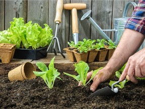 Be sure to give lettuces a nourishing soil that is easy to keep moist.
