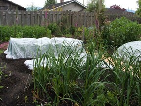 Here, garlic grows in the foreground with leeks and onions under row covers, peas in the background and broad beans to the right.