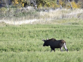 A bull moose that managed to wander inside the fenced perimeter at the Prince George airport ended up staying after finding itself alone in what an animal researcher says was an untouched “Garden of Eden.”