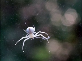 File photo: A white spider comes down a car window on a strand of web.