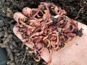 Red wiggler composting worms.