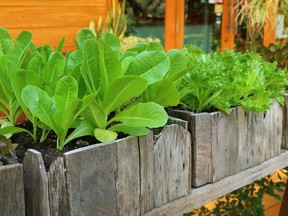 It's easy to grow lettuce and other salad greens in containers.