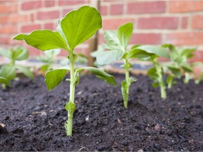 Once a garden plot is readied for sowing seeds, mark each line of seeding by laying the hoe handle on the ground. The indentation in the soil becomes the seeding line.