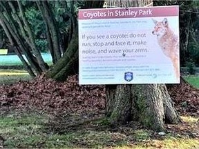 Police in Vancouver say a 44-year-old man who fell off his electric scooter when it collided with a coyote fought off two more of the animals while he lay injured.