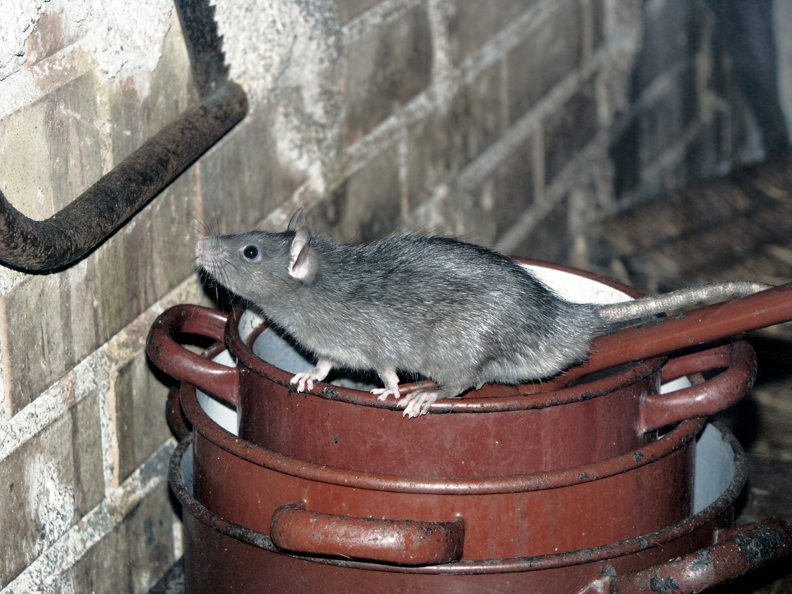 Rats on the rise in residential homes in B.C. | The Province