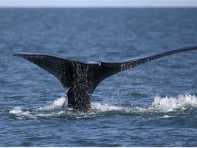 A North Atlantic right whale appears at the surface of Cape Cod bay off the coast of Plymouth, United States on March 28, 2018.