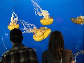 A couple look at jellyfish during a visit to the Vancouver Aquarium in August 2020. (Richard Lam/PNG)